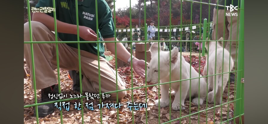 한국에서 태어난 아기 백사자 100일 잔치_5.png