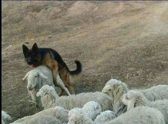 양도 많고 질도 좋은건 뭐게?_1.jpg