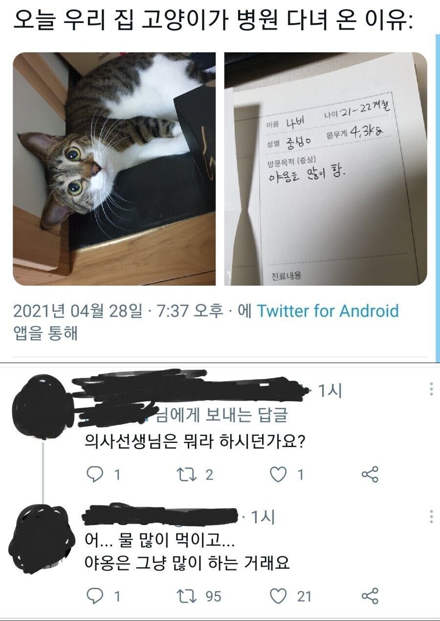 말 많은 고양이_1.jpg