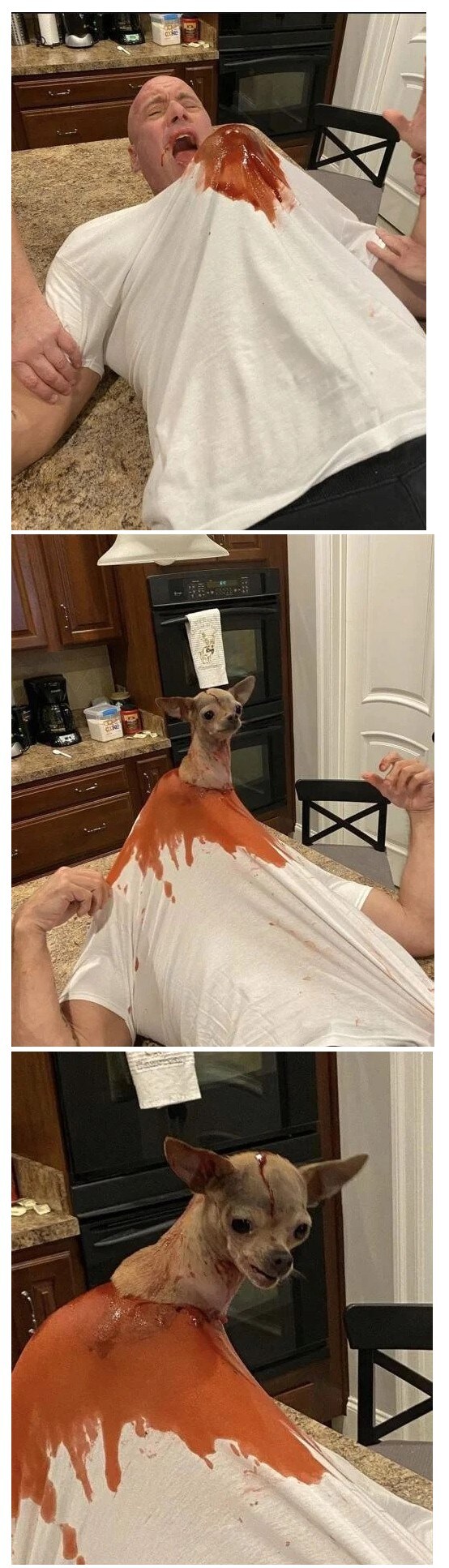 개지랄 치와와도 포기_1.jpg