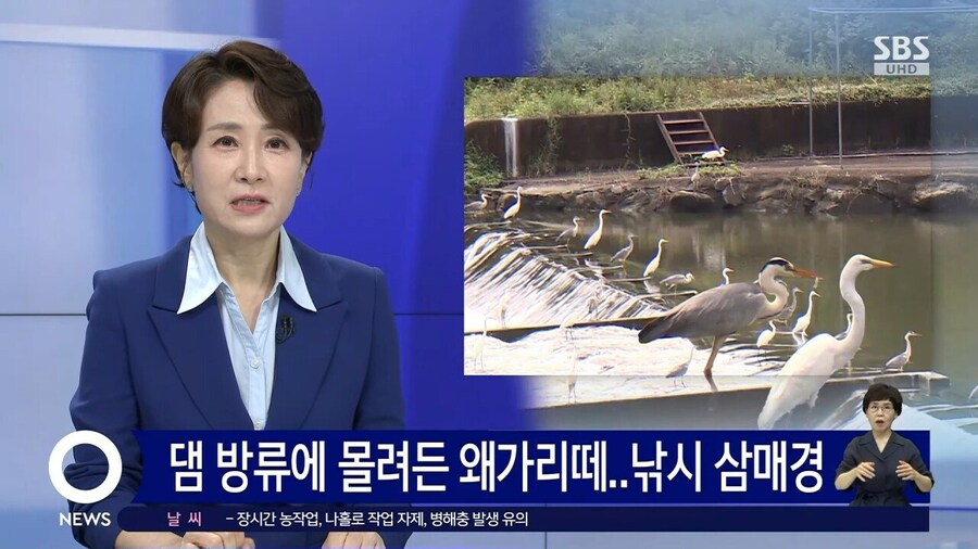 왜가리 디펜스_1.jpg