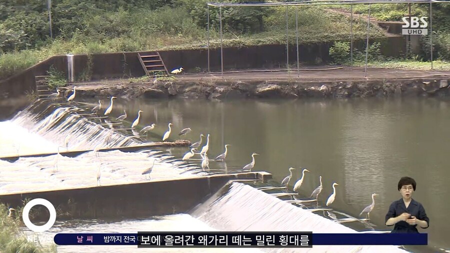 왜가리 디펜스_2.jpg