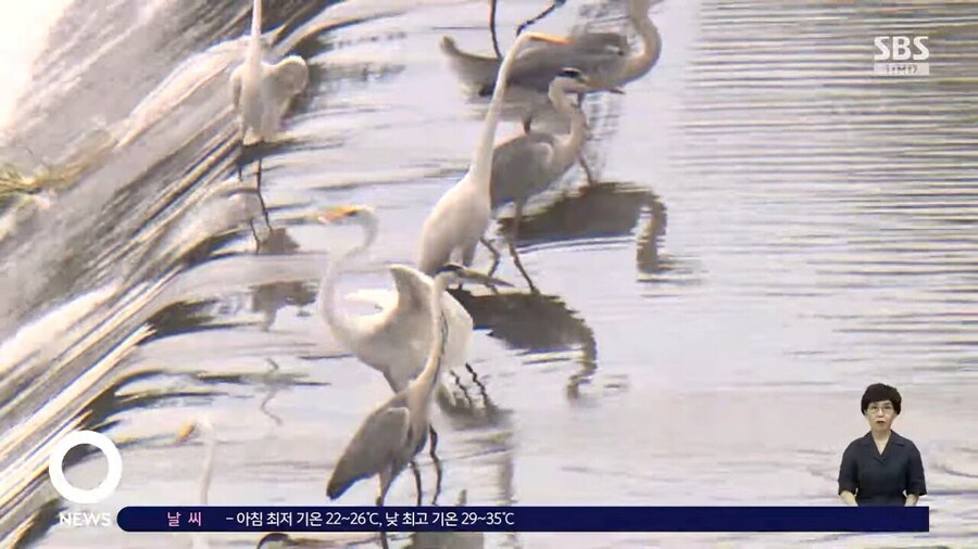 왜가리 디펜스_3.jpg