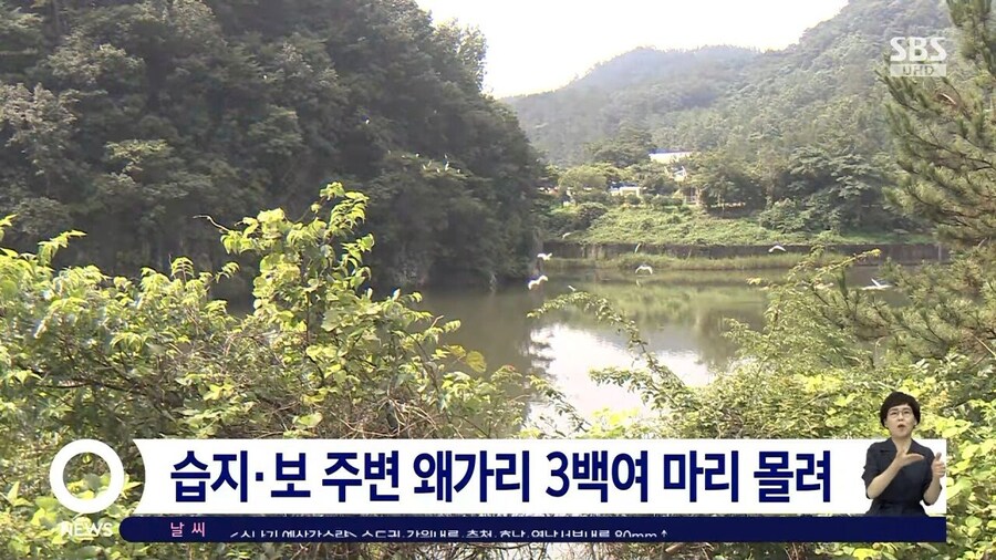 왜가리 디펜스_4.jpg