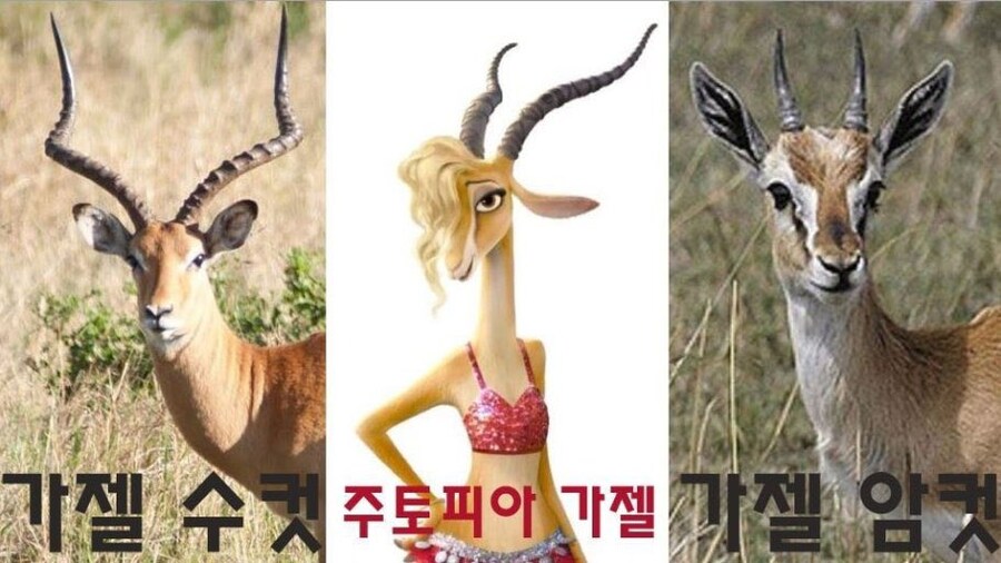 주토피아에서 가젤 누님 뿔은 수컷 것이다_1.jpg
