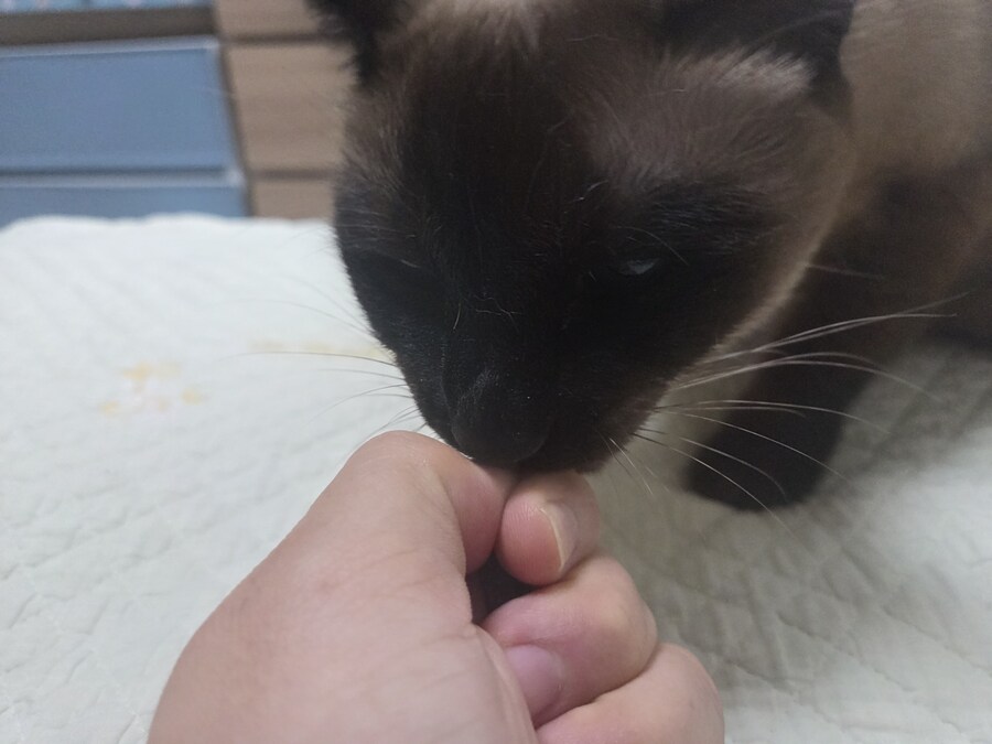 간식먹고 눈돌아간 고양이는...결국..._6.jpg