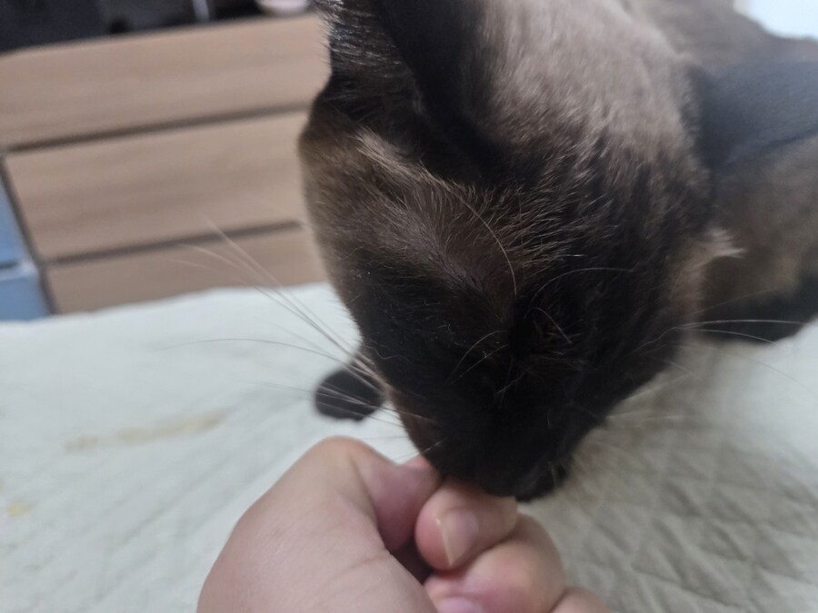 간식먹고 눈돌아간 고양이는...결국..._9.jpg