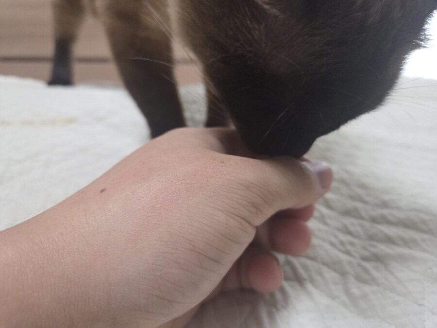 간식먹고 눈돌아간 고양이는...결국..._11.jpg