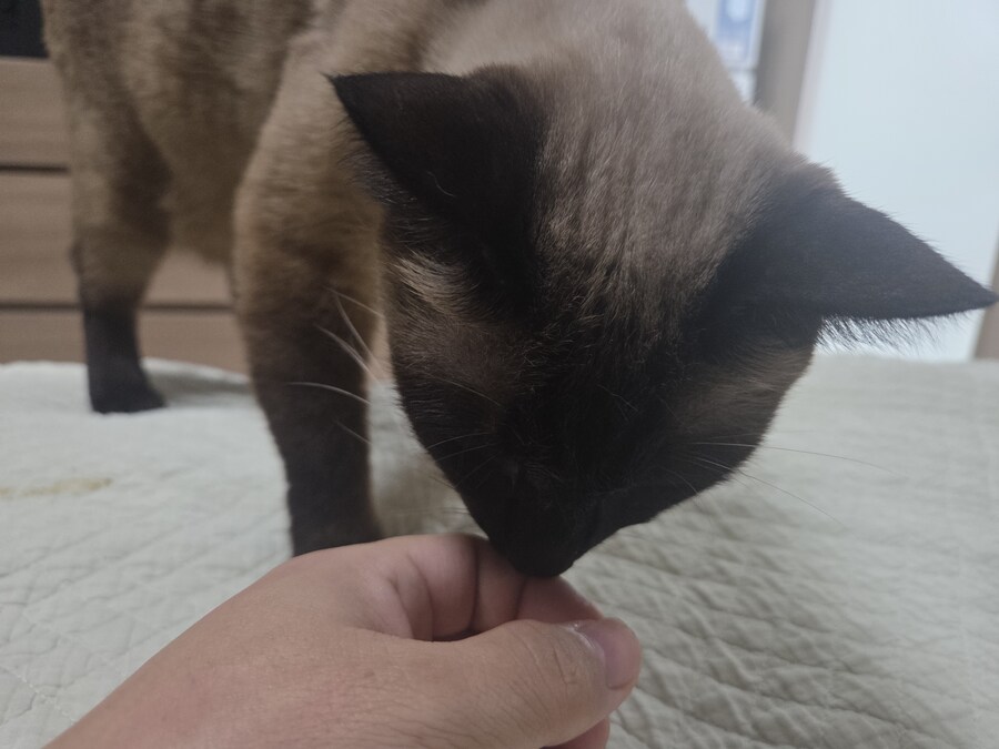 간식먹고 눈돌아간 고양이는...결국..._12.jpg