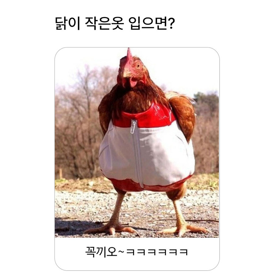 닭에게 작은 옷을 입히면?_1.jpg