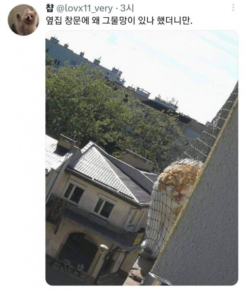 이웃집 창문에 창살로 아니고 그물망이 있던 이유_1.jpg