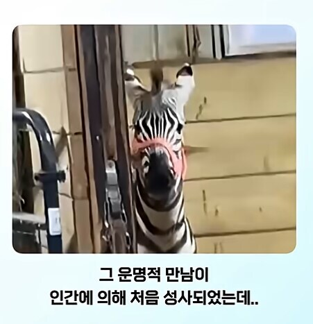 얼룩말 처음 본 말 반응.jpg_2.jpg