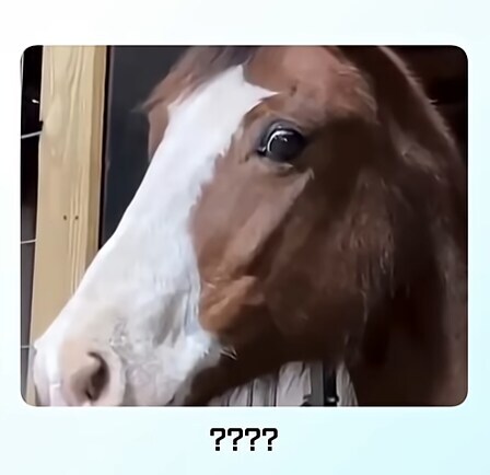 얼룩말 처음 본 말 반응.jpg_3.jpg