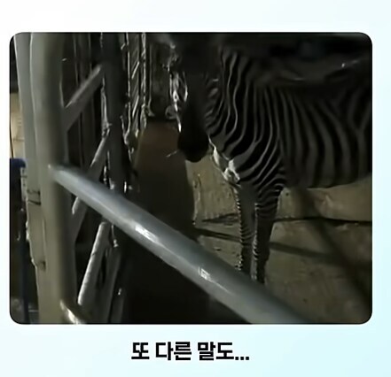 얼룩말 처음 본 말 반응.jpg_4.jpg
