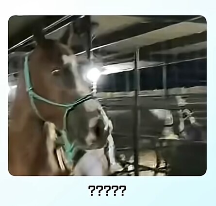 얼룩말 처음 본 말 반응.jpg_5.jpg