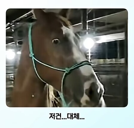 얼룩말 처음 본 말 반응.jpg_6.jpg