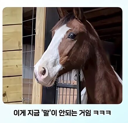 얼룩말 처음 본 말 반응.jpg_8.jpg