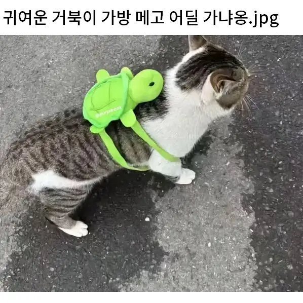 노템전인데 혼자 아이템착용하고간 고양이.jpg