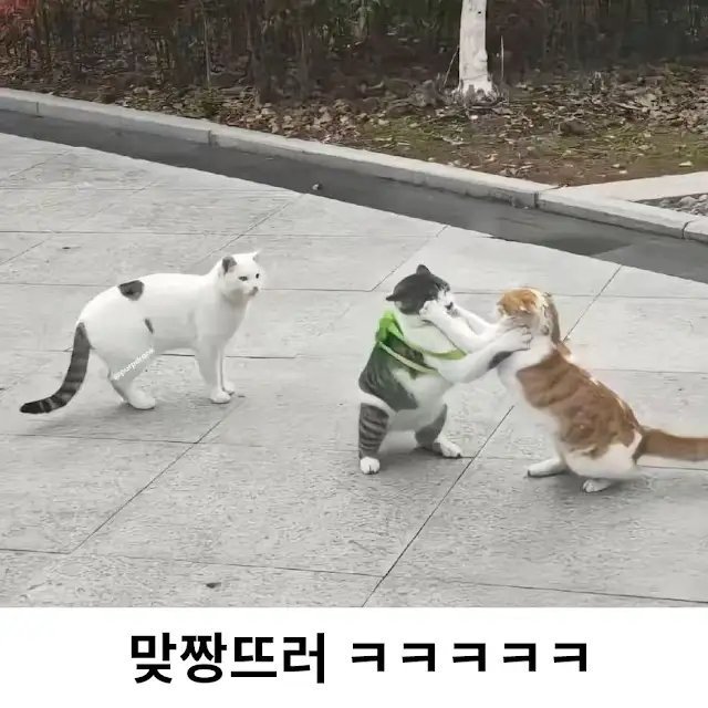 노템전인데 혼자 아이템착용하고간 고양이.jpg