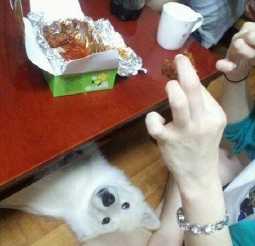 개가 양념치킨 먹는다고 죽는다는건 다 헛소문이얔ㅋ_1.jpg