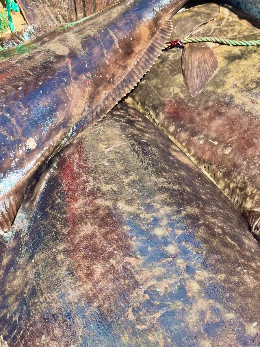 알래스카에서 잡힌다는 초대형 광어_6.jpg