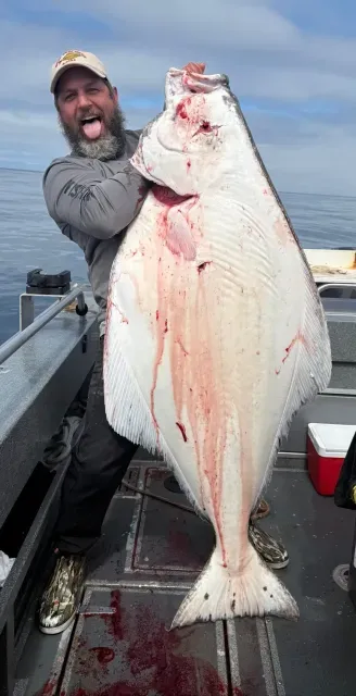 알래스카에서 잡힌다는 초대형 광어_7.webp