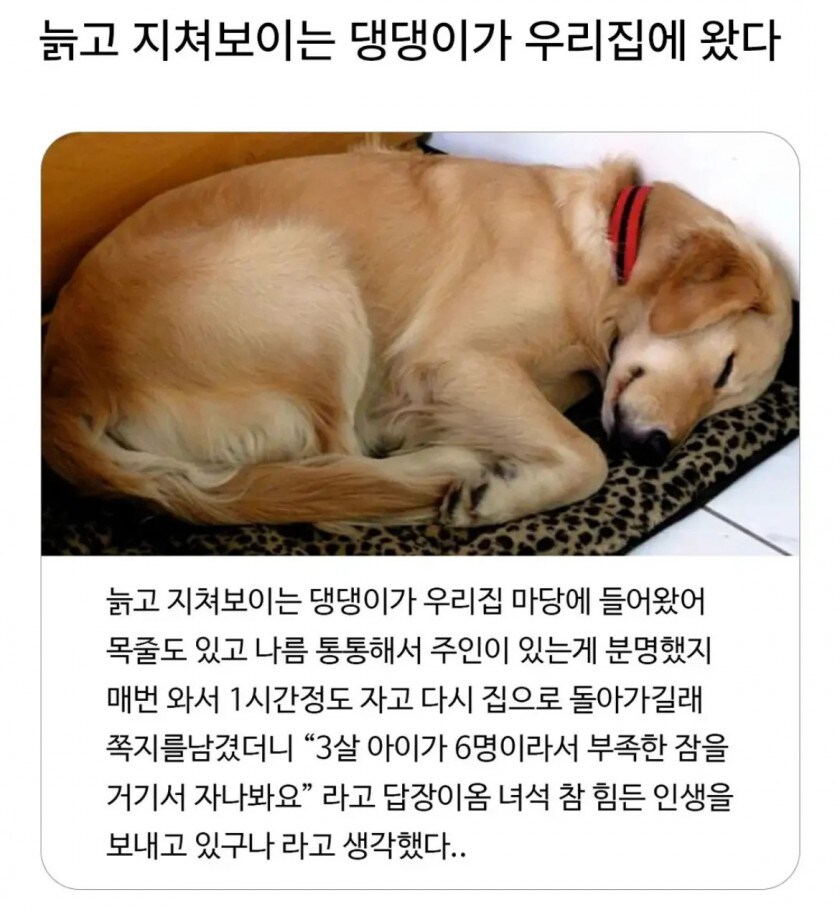 모르는 댕댕이가 자꾸 찾아오는 이유.._1.jpg