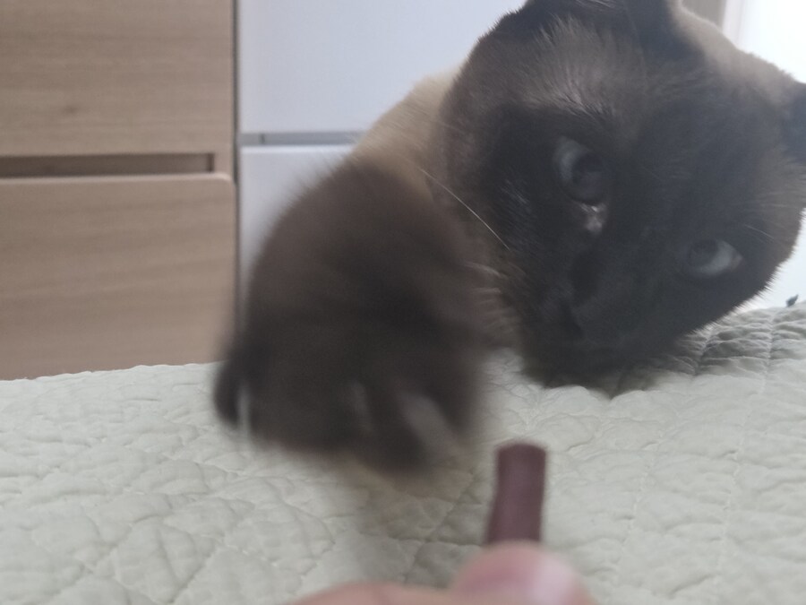 육포 맛나게 먹는 고양이_1.jpg