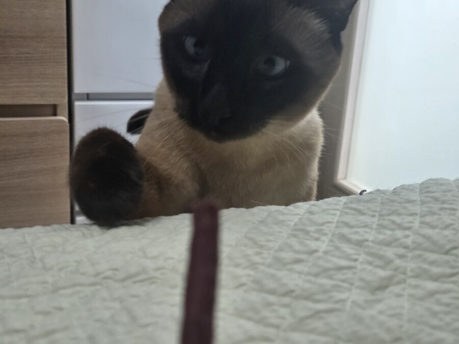 육포 맛나게 먹는 고양이_2.jpg