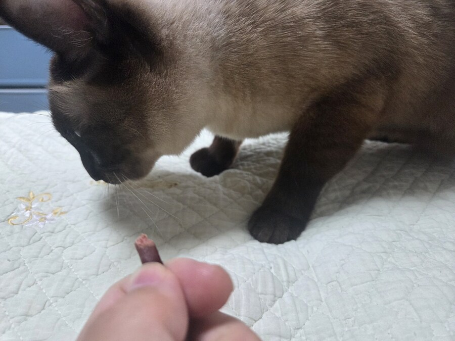 육포 맛나게 먹는 고양이_3.jpg