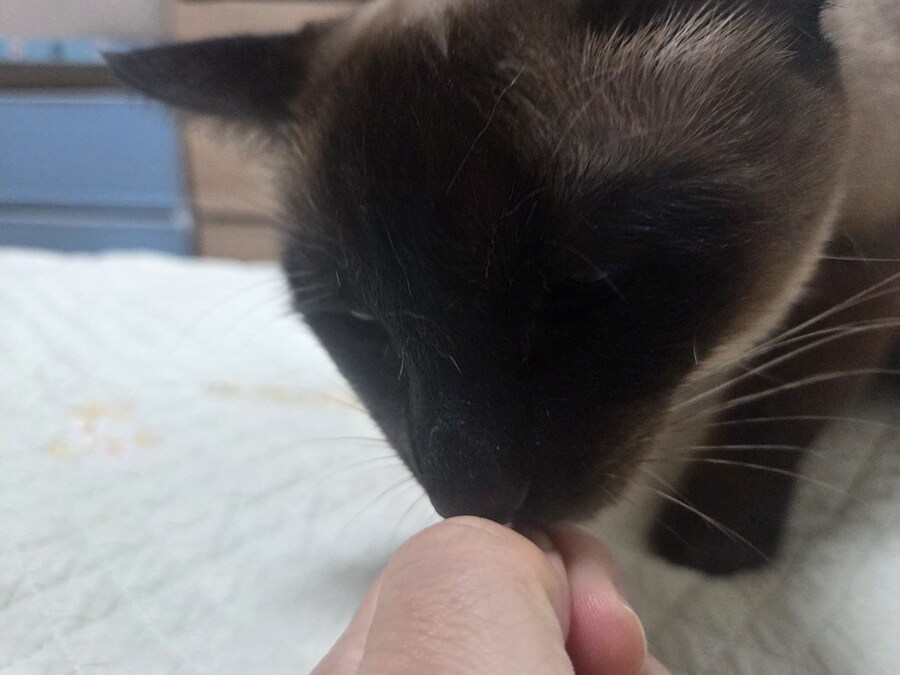 육포 맛나게 먹는 고양이_4.jpg