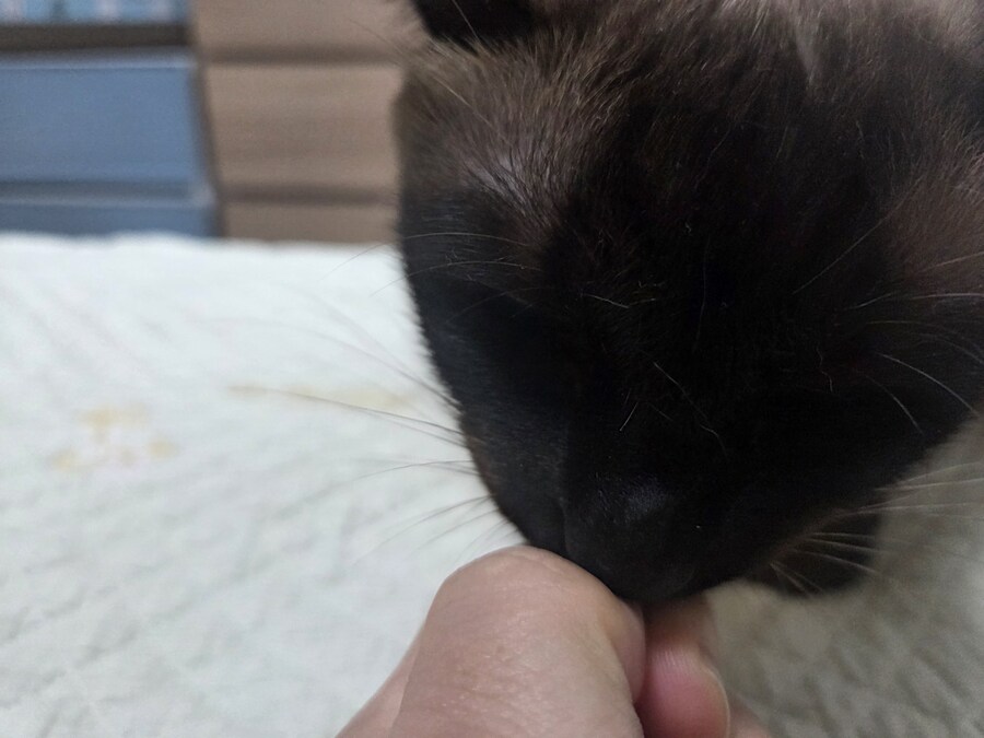 육포 맛나게 먹는 고양이_5.jpg