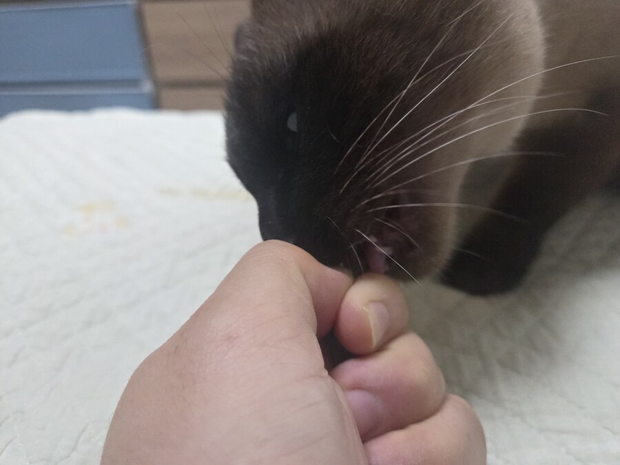 육포 맛나게 먹는 고양이_6.jpg