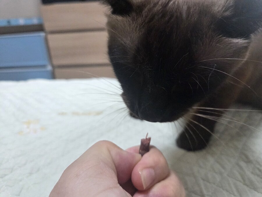 육포 맛나게 먹는 고양이_7.jpg