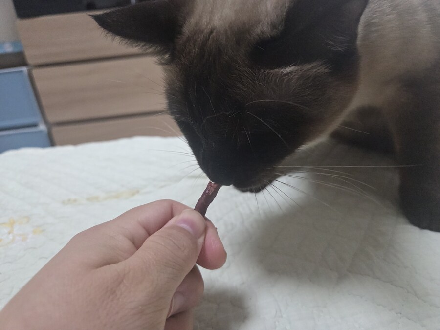 육포 맛나게 먹는 고양이_9.jpg
