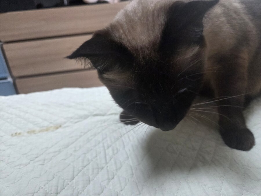 육포 맛나게 먹는 고양이_10.jpg