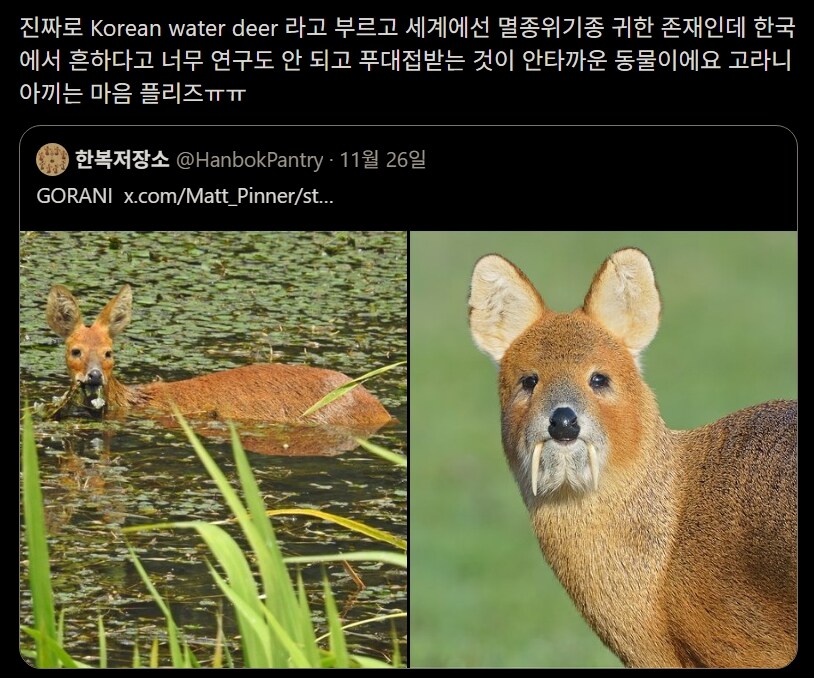 고라니는 세계적 멸종 위기종! 아껴줘야 합니다!_1.jpg
