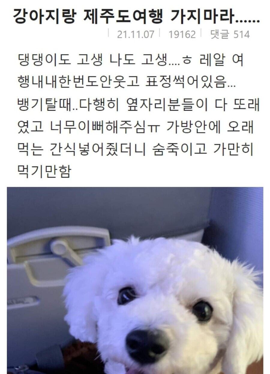 억지로 여행가서 개빡친 댕댕이_1.jpg
