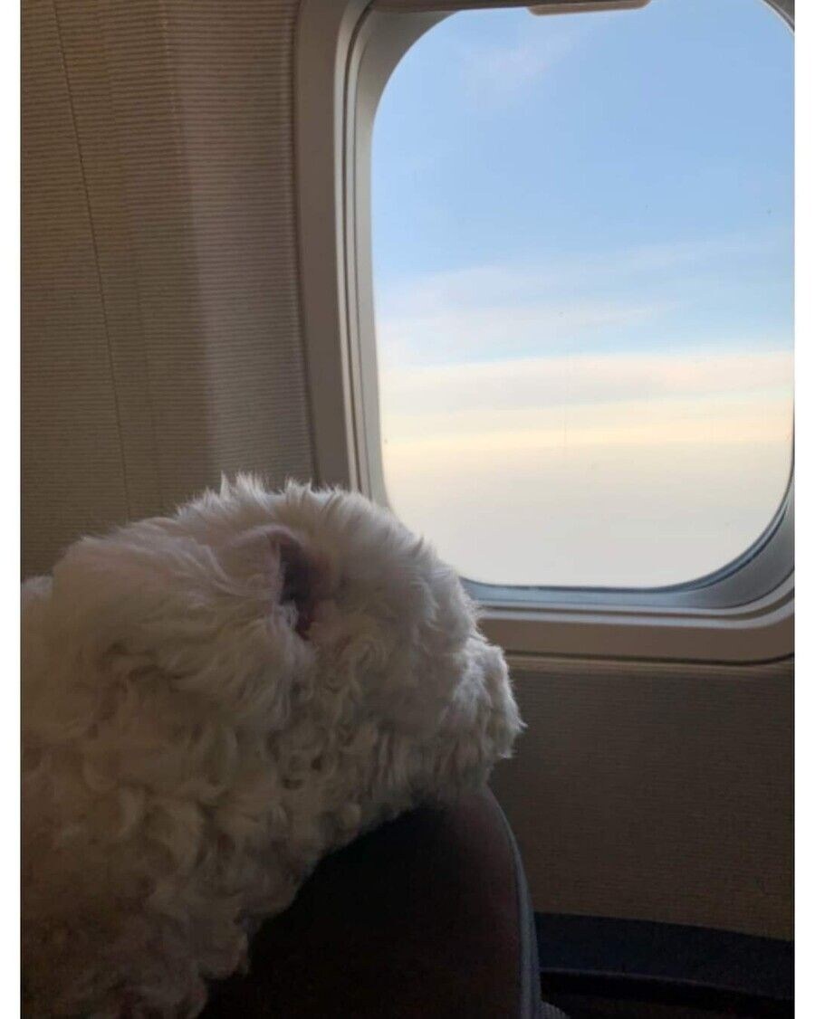 억지로 여행가서 개빡친 댕댕이_2.jpg