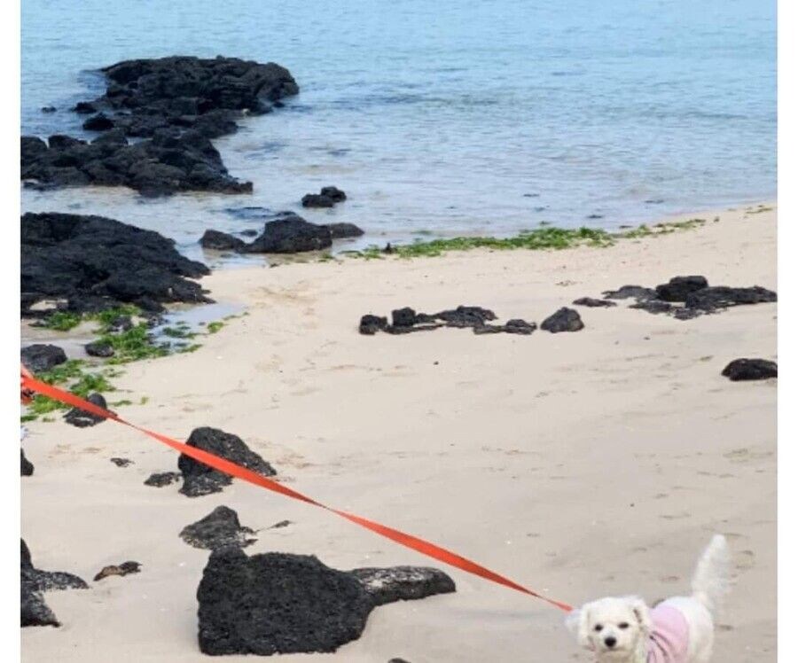 억지로 여행가서 개빡친 댕댕이_4.jpg