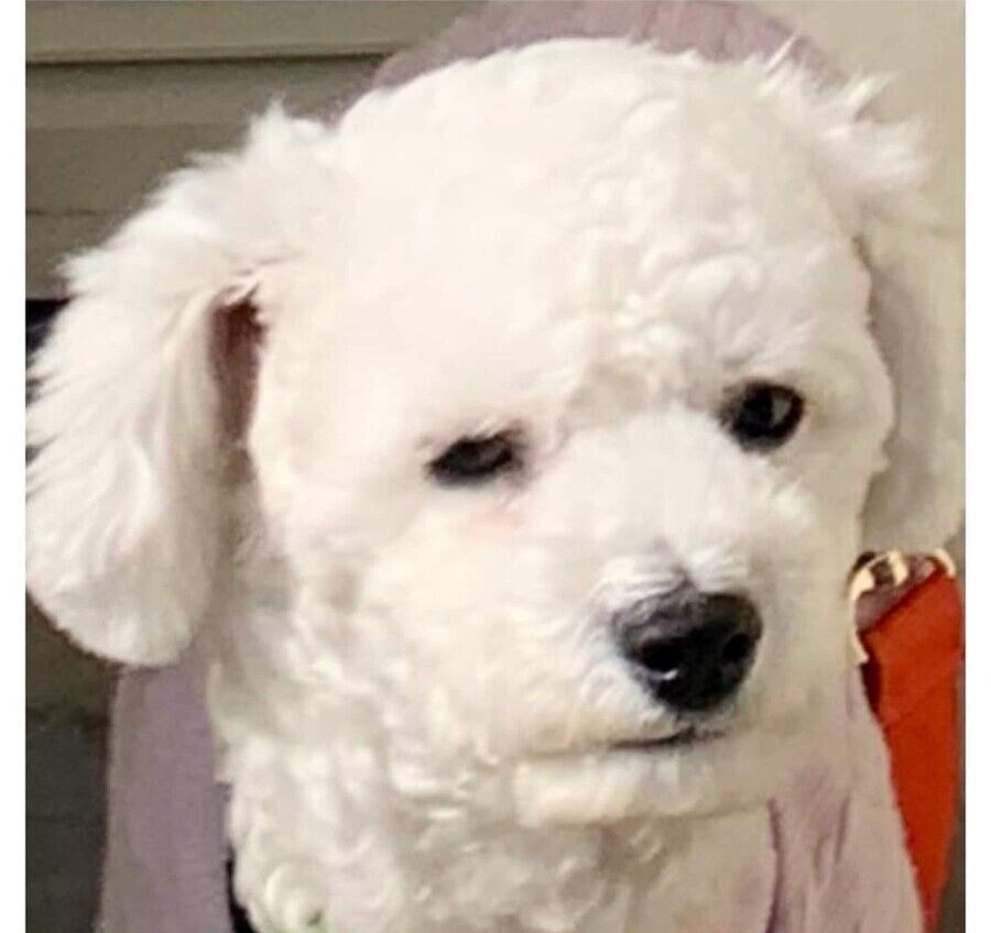 억지로 여행가서 개빡친 댕댕이_5.jpg