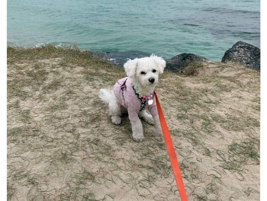 억지로 여행가서 개빡친 댕댕이_6.jpg