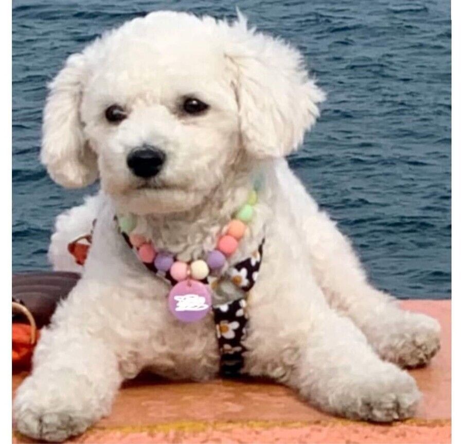 억지로 여행가서 개빡친 댕댕이_7.jpg