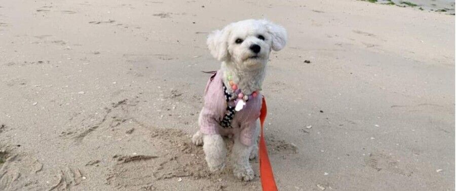 억지로 여행가서 개빡친 댕댕이_8.jpg