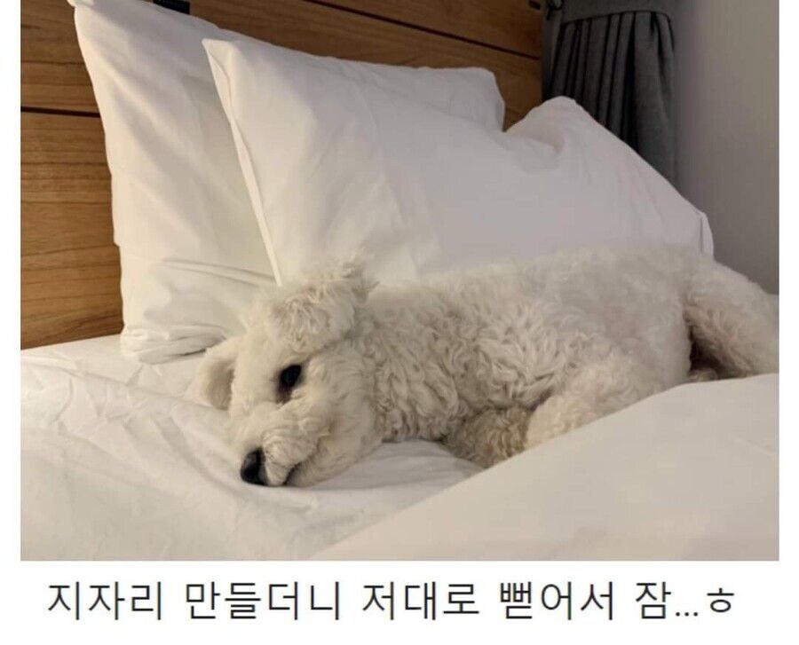 억지로 여행가서 개빡친 댕댕이_9.jpg