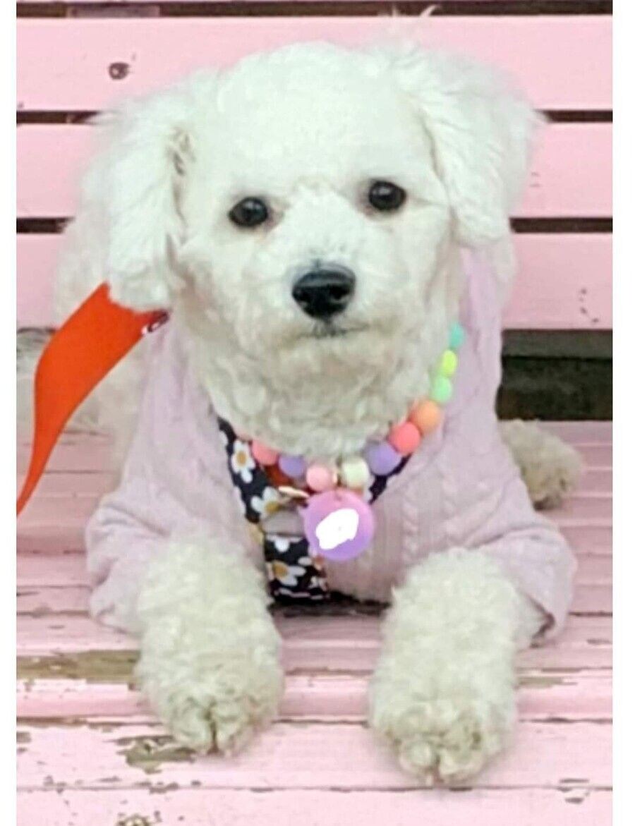 억지로 여행가서 개빡친 댕댕이_10.jpg