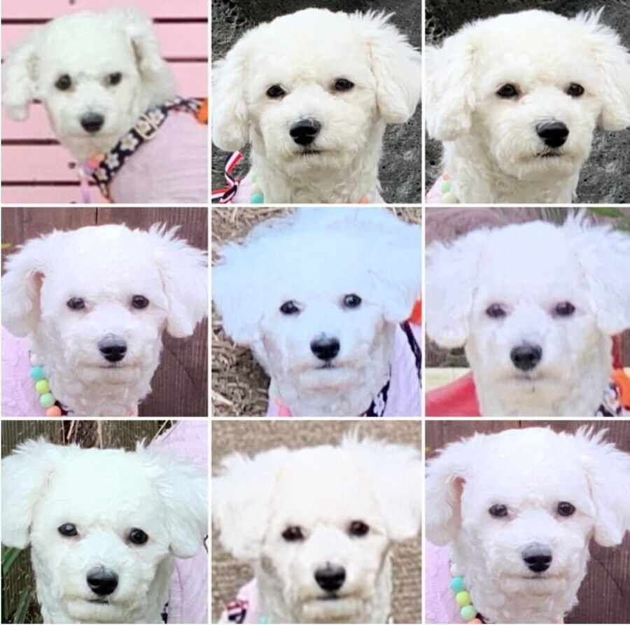 억지로 여행가서 개빡친 댕댕이_11.jpg