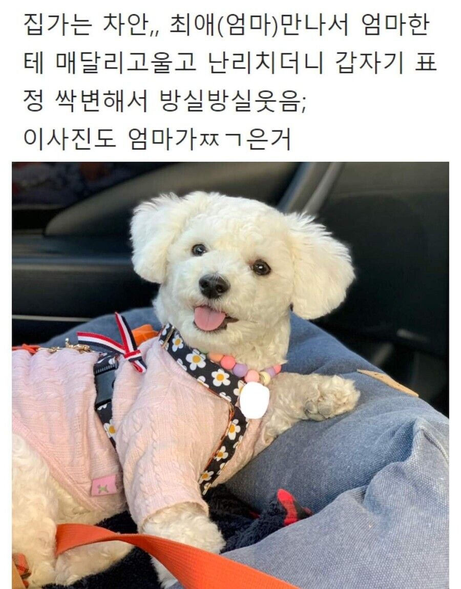 억지로 여행가서 개빡친 댕댕이_12.jpg