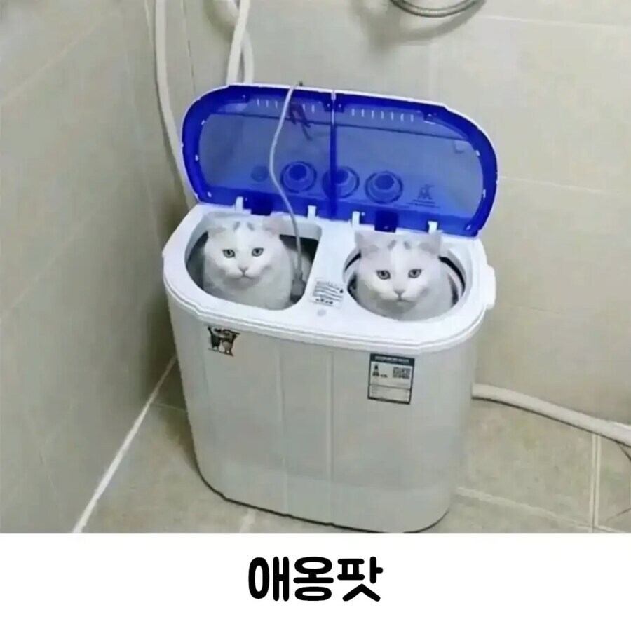 야옹팟_1.jpg