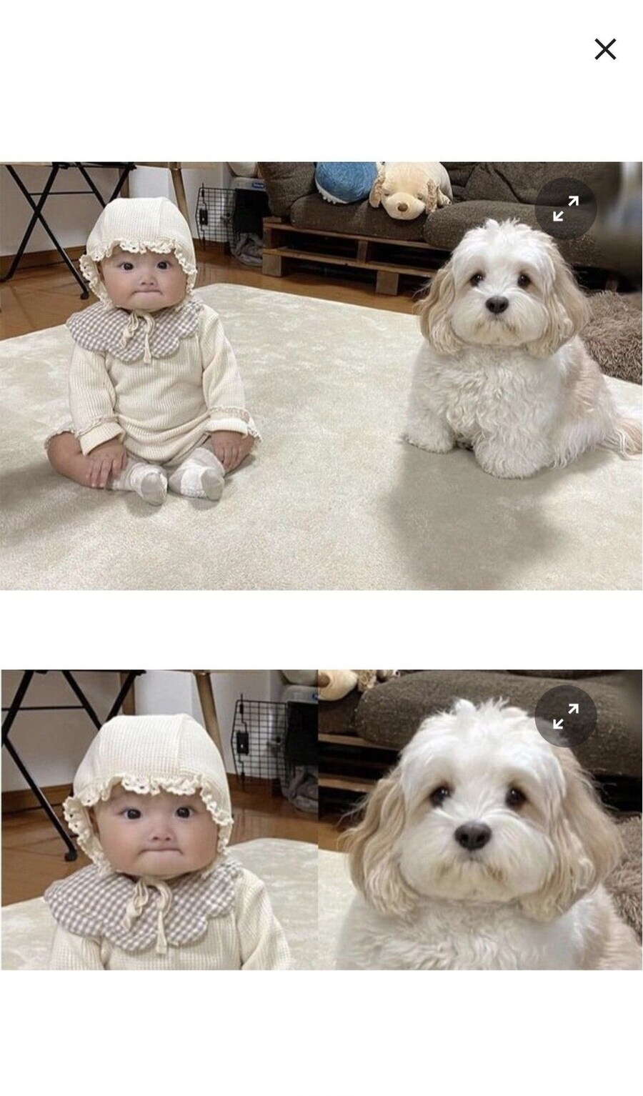 아기 vs 강아지_1.jpg